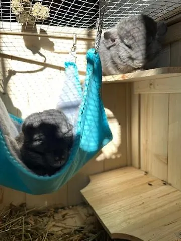 La Grange - Animal Chic فندق 3*