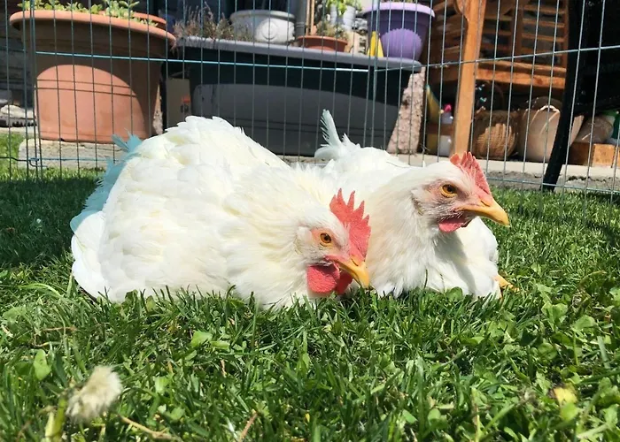 La Grange - Animal Chic 3* كورمايور