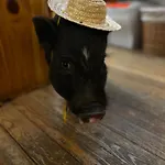 La Grange - Animal Chic