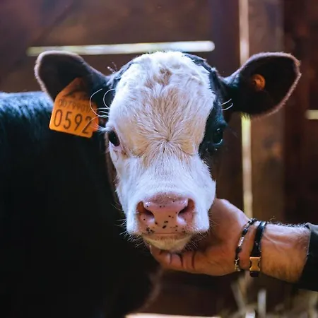 Otel La Grange - Animal Chic