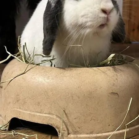 La Grange - Animal Chic