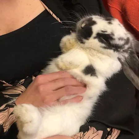 Otel La Grange - Animal Chic Courmayeur