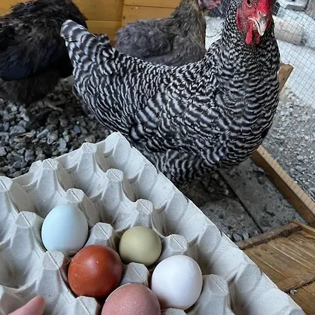 Otel La Grange - Animal Chic 3*