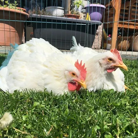 La Grange - Animal Chic 3* Courmayeur