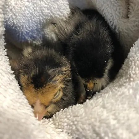 La Grange - Animal Chic Otel