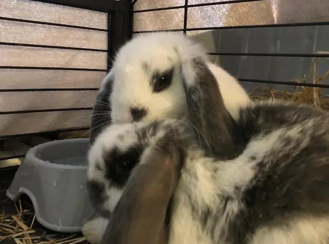 La Grange - Animal Chic Szálloda