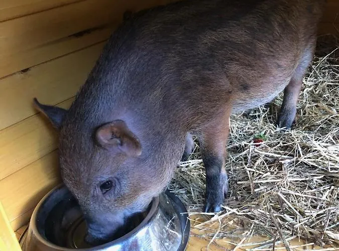 La Grange - Animal Chic 3* Курмайор