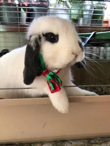 La Grange - Animal Chic 3* Курмайор