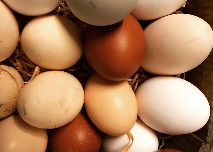 La Grange - Animal Chic 3*