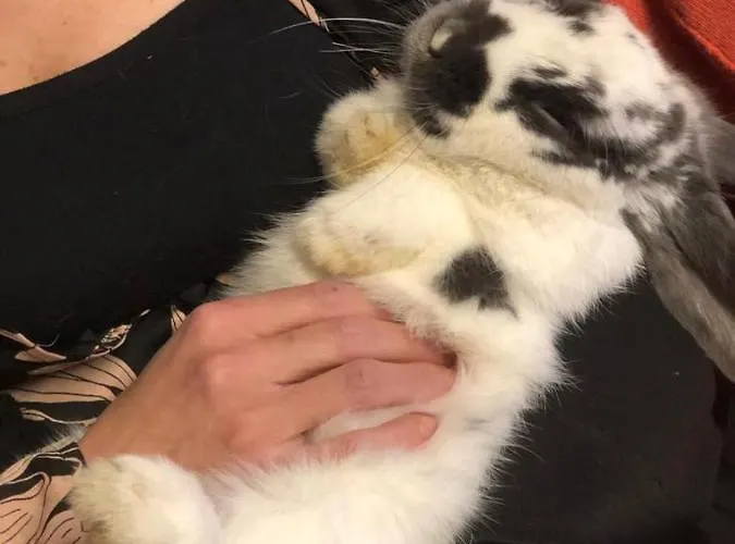 Szálloda La Grange - Animal Chic Courmayeur