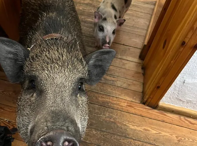 La Grange - Animal Chic Courmayeur