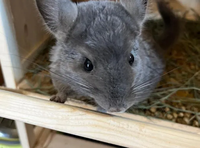 La Grange - Animal Chic 3*