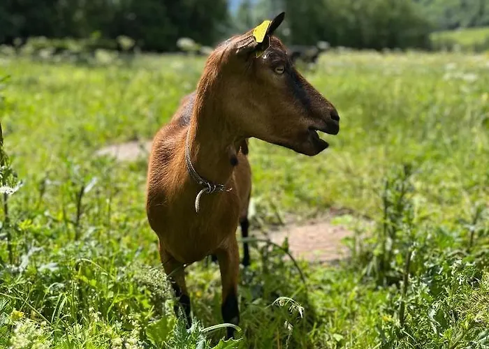 La Grange - Animal Chic 3*