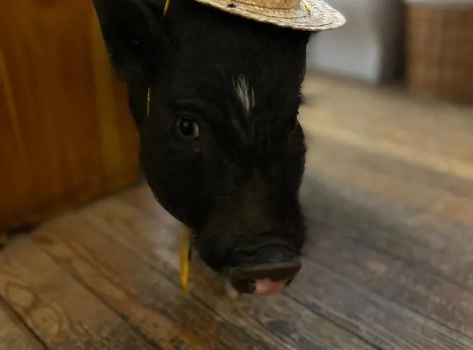 La Grange - Animal Chic