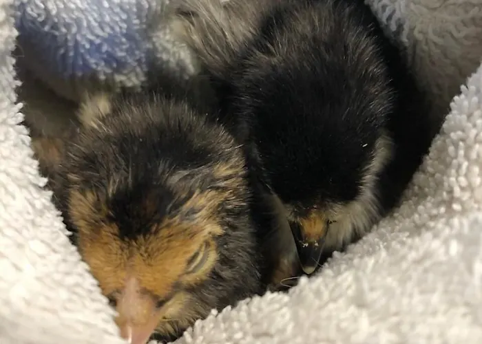 La Grange - Animal Chic Отель